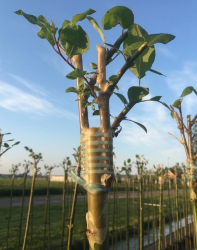 Veredelungsgummi 160x4,5mm