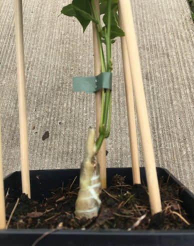 Veredelungsgummi 160x4,5mm