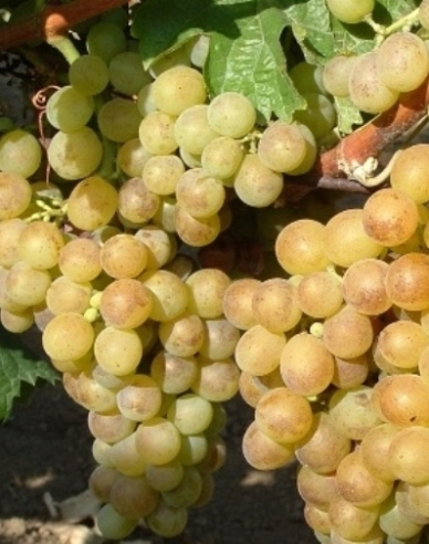 Tafeltrauben Polockei Muskotal, wurzelnackt