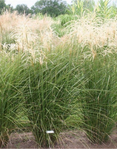 Chinaschilf Graziella