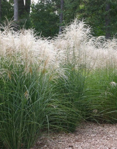 Chinaschilf Graziella