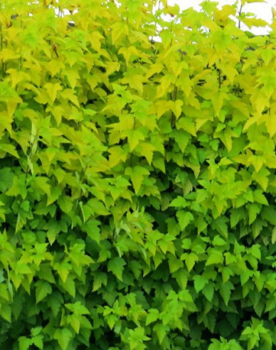 Fasanenspiere Darts Gold