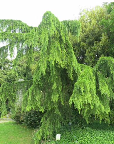 Himalaya-Zeder Pendula