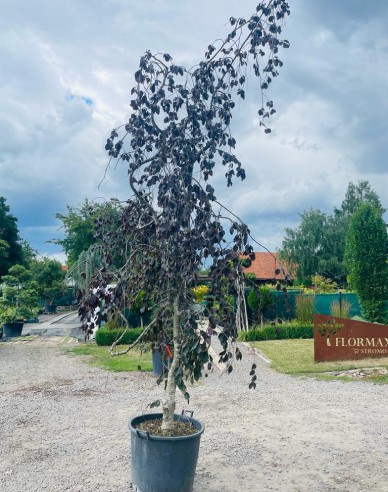 Buche "Lila Fontaine"